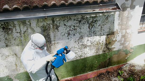 Trusted Mold Removal service in Darien, IL - Cheap Mold Removal